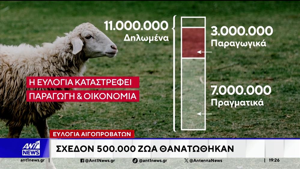 Ευλογιά αιγοπροβάτων: 2 στα 10 ζώα θανατώθηκαν
