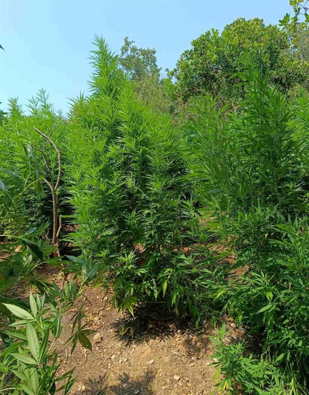 Μεσσηνία - χασισοφυτεία Μεσσηνία - χασισοφυτεία