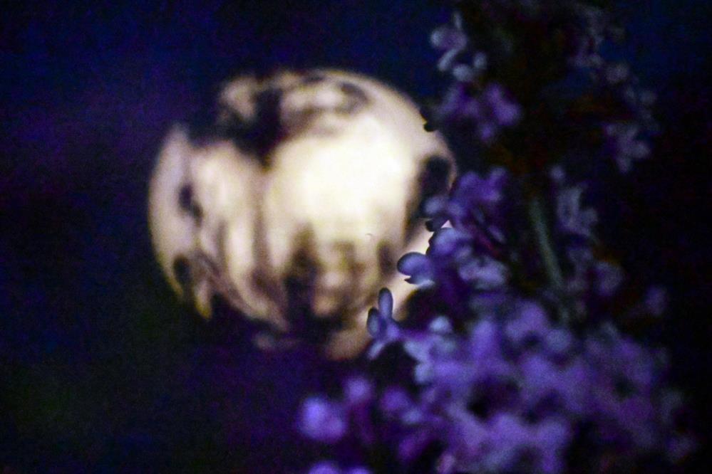 ροζ - Πανσεληνος