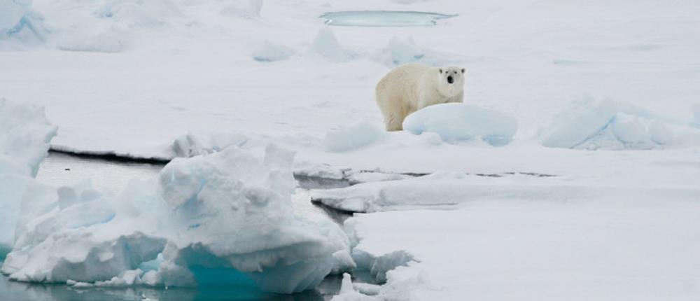 Ρωσία: Πολική αρκούδα επιτέθηκε σε οικογένεια - Τρεις τραυματίες, ανάμεσά τους ένα παιδί