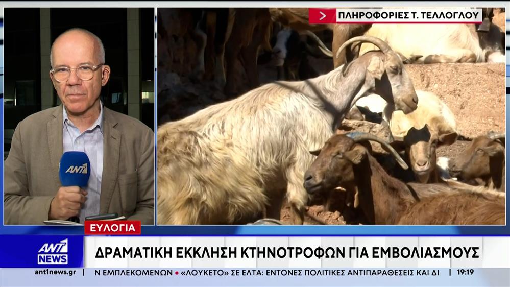 Ευλογιά: Δραματική έκκληση κτηνοτρόφων για εμβολιασμούς