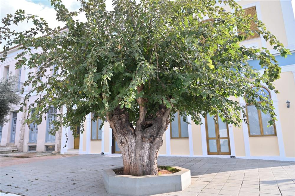 αιωνόβιο δέντρο -  μουριά