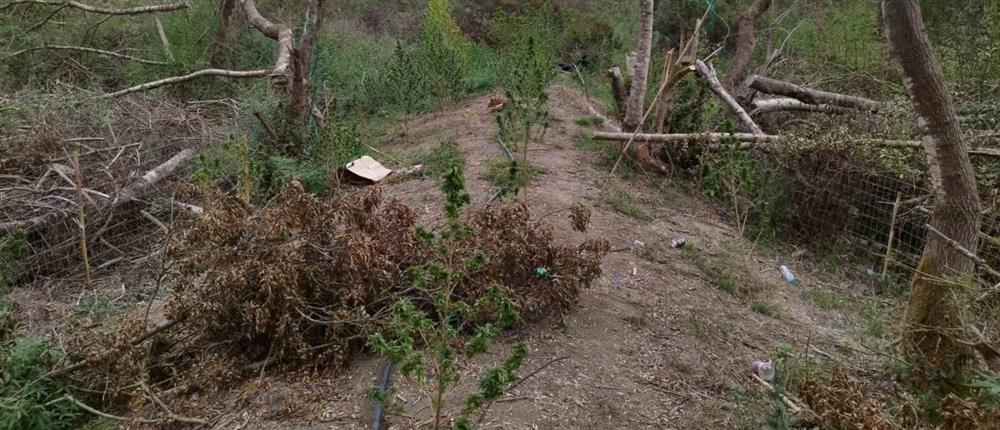 Άρτα - χασισοκαλλιέργεια - Δενδρύλλια