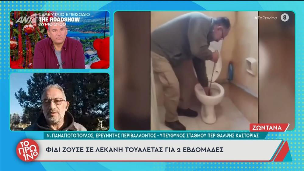 Φίδι ζούσε σε λεκάνη τουαλέτας για 2 εβδομάδες - Το Πρωινό - 12/12/2025