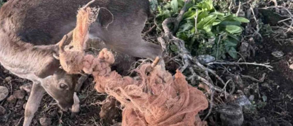 Ρόδος: Εναερίτες του ΔΕΔΔΗΕ έσωσαν παγιδευμένο ελάφι (βίντεο)