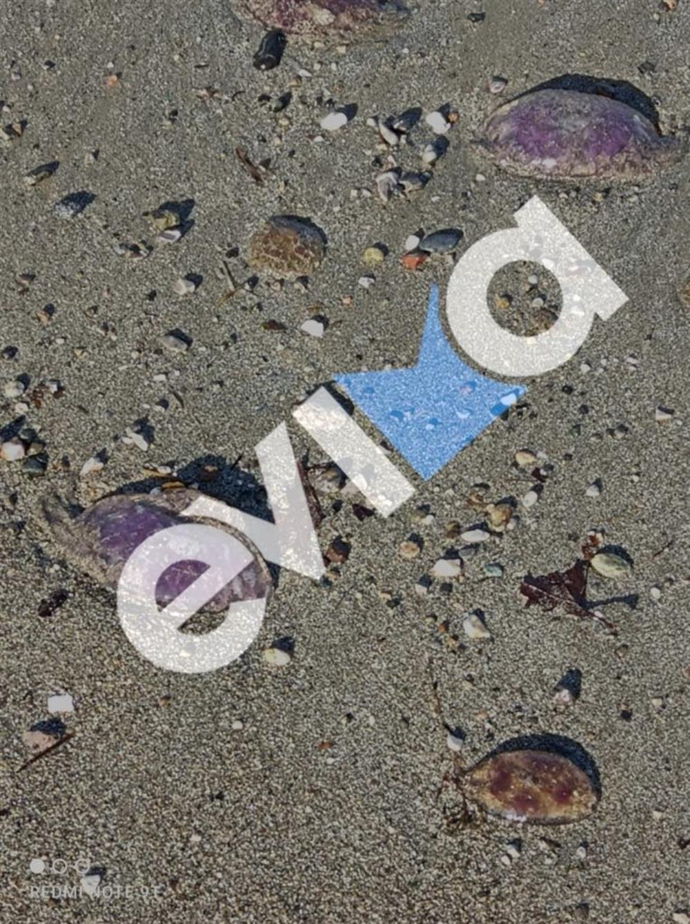 Μωβ - Μέδουσες - Παραλία - Εύβοιας