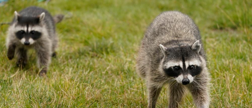 ΗΠΑ: Ρακούν "διαρρήκτης" τα έκανε γυαλιά-καρφιά σε κάβα - Κατέληξε μεθυσμένο στην τουαλέτα