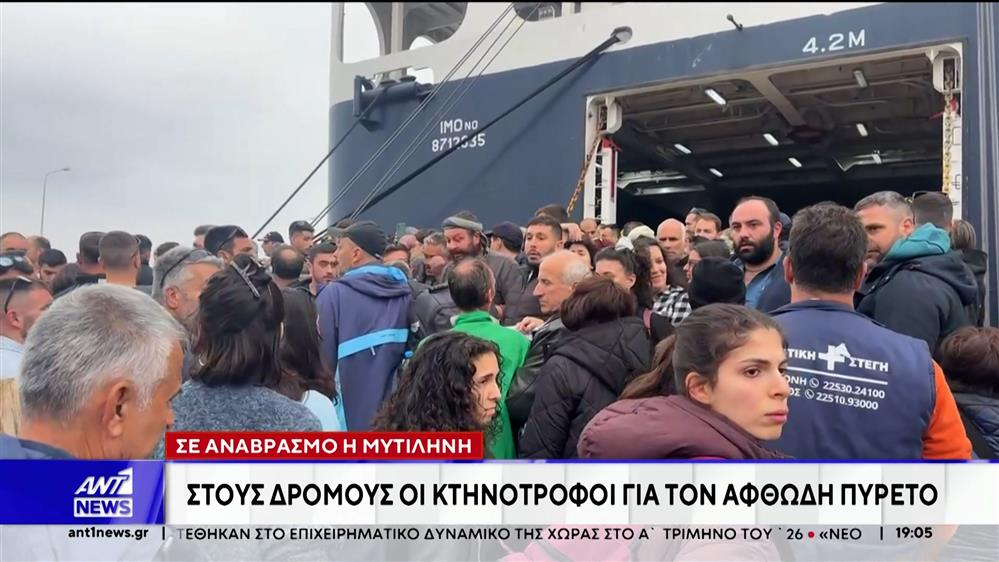 Σε αναβρασμό η Μυτιλήνη: Στους δρόμους οι κτηνοτρόφοι για τον αφθώδη πυρετό