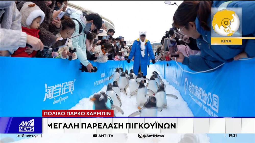 Πολικό πάρκο Χάρμπιν: Μεγάλη παρέλαση πιγκουΐνων