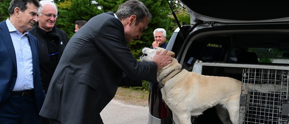 ΜΗΤΣΟΤΑΚΗΣ - ΑΓΙΑ ΒΑΡΒΑΡΑ - ΟΙΚΟΤΡΟΦΕΙΟ ΜΗΤΣΟΤΑΚΗΣ - ΑΓΙΑ ΒΑΡΒΑΡΑ - ΟΙΚΟΤΡΟΦΕΙΟ