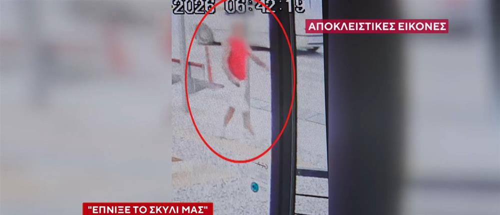 Βριλήσσια: Συγκλονίζει στον ΑΝΤ1 ο 66χρονος που δέχθηκε επίθεση από λυκόσκυλο, το οποίο κατασπάραξε το σκυλάκι του - Βίντεο ντοκουμέντο
