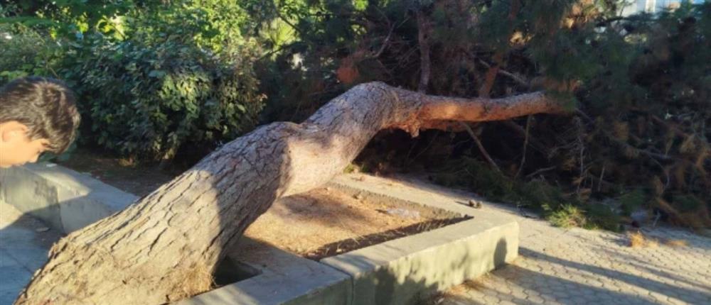 Κρήτη - δέντρο