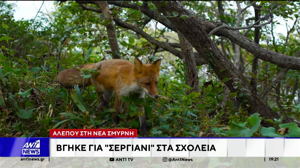 Όλο και πιο συχνά εμφανίζονται αλεπούδες εντός αστικού ιστού