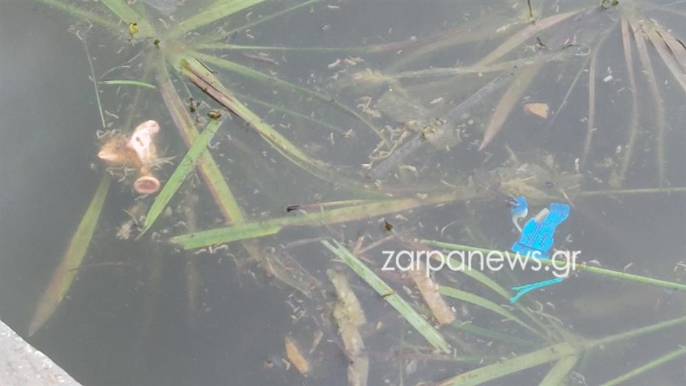 ΧΑΝΙΑ - ΝΕΚΡΕΣ ΧΕΛΩΝΕΣ - ΣΚΟΥΠΙΔΙΑ ΧΑΝΙΑ - ΝΕΚΡΕΣ ΧΕΛΩΝΕΣ - ΣΚΟΥΠΙΔΙΑ