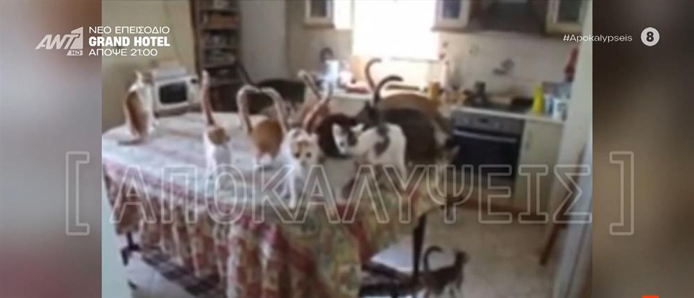 Θεσσαλονίκη: Φρίκη για το ζευγάρι που παραδέχεται οτι εκτρέφει γάτες για να τις φάει