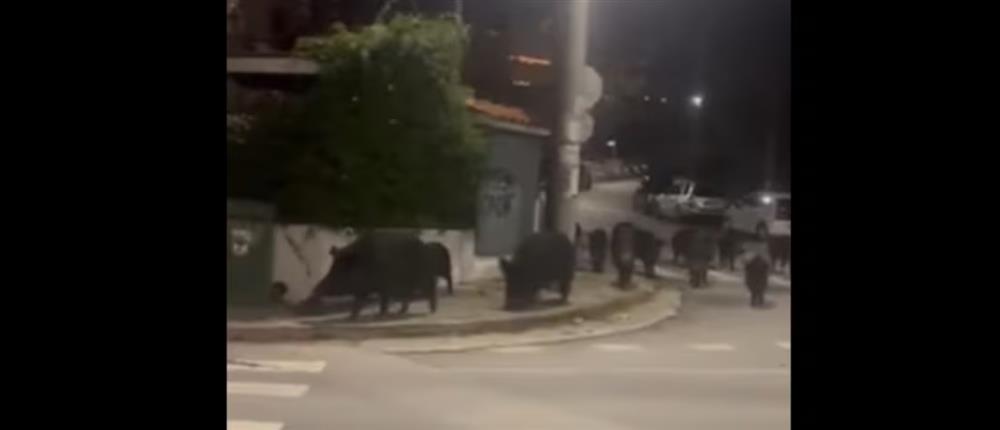 Θεσσαλονίκη: Αγέλη αγριογούρουνων στους δρόμους του Πανοράματος  (βίντεο)