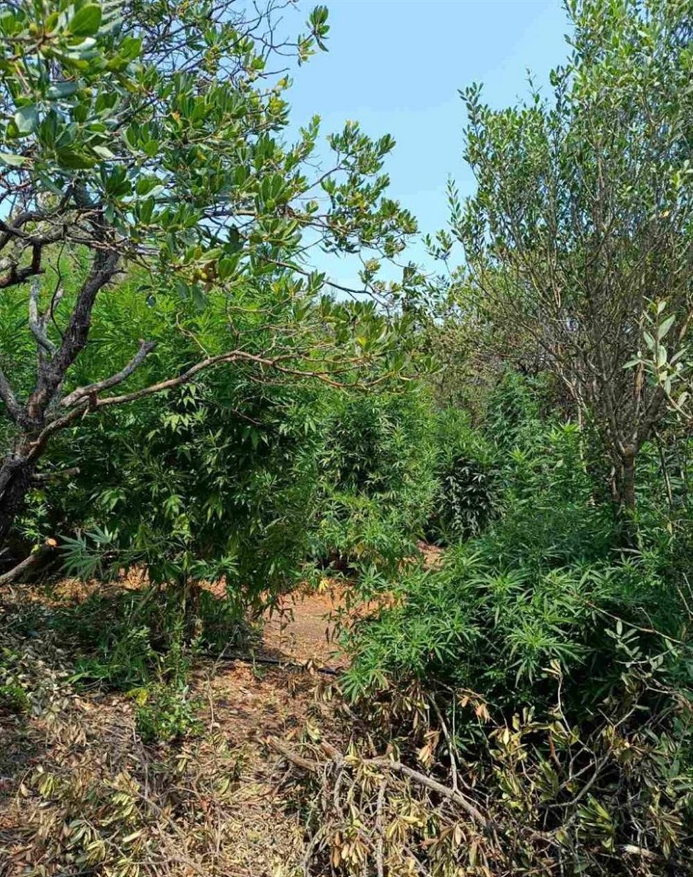 Μεσσηνία - χασισοφυτεία Μεσσηνία - χασισοφυτεία