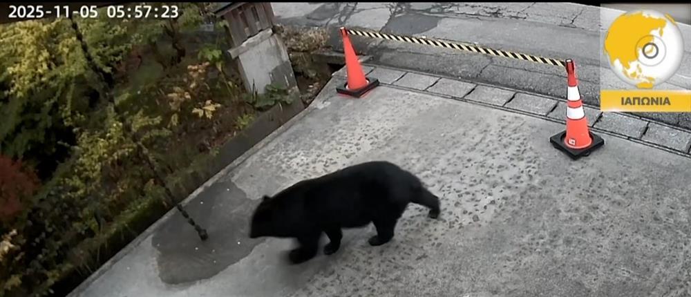 Συναγερμός στην Ιαπωνία: Στους δρόμους ο στρατός για τις αρκούδες