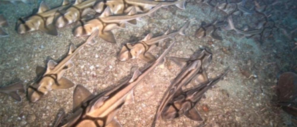 Αυστραλία: Οι πολίτες καλούνται να αποφεύγουν τις παραλίες στα ανατολικά της χώρας μετά τις πρόσφατες επιθέσεις καρχαριών