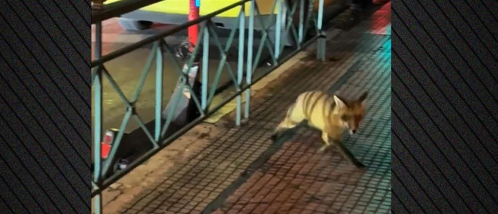 Αλεπού κάνει βόλτες σε κεντρικό δρόμο στο Κολωνάκι (βίντεο)