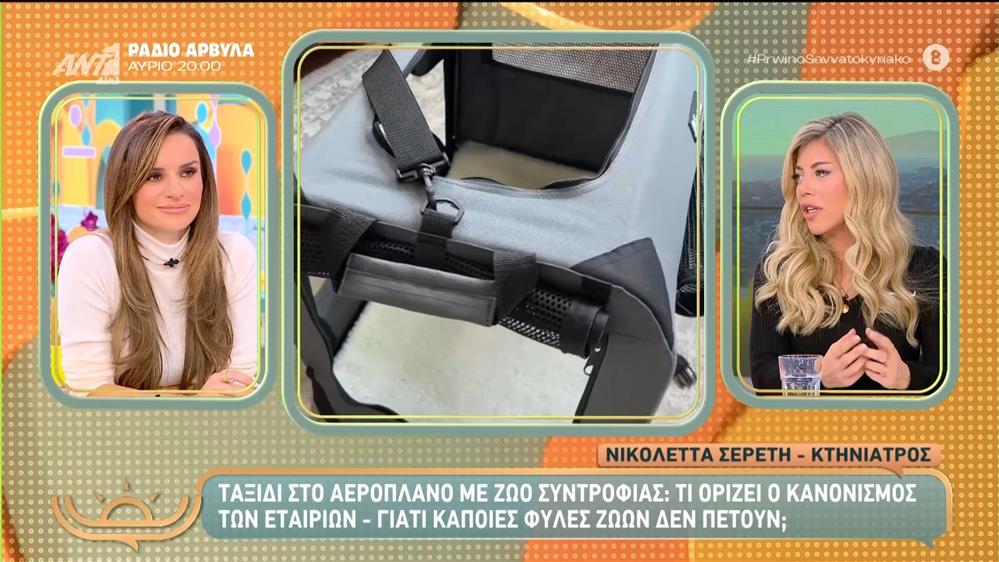 Ταξίδι στο αεροπλάνο με ζώο συντροφιάς: Τι ορίζει ο κανονισμός των εταιριών – Πρωινό Σαββατοκύριακο – 09/11/2025
