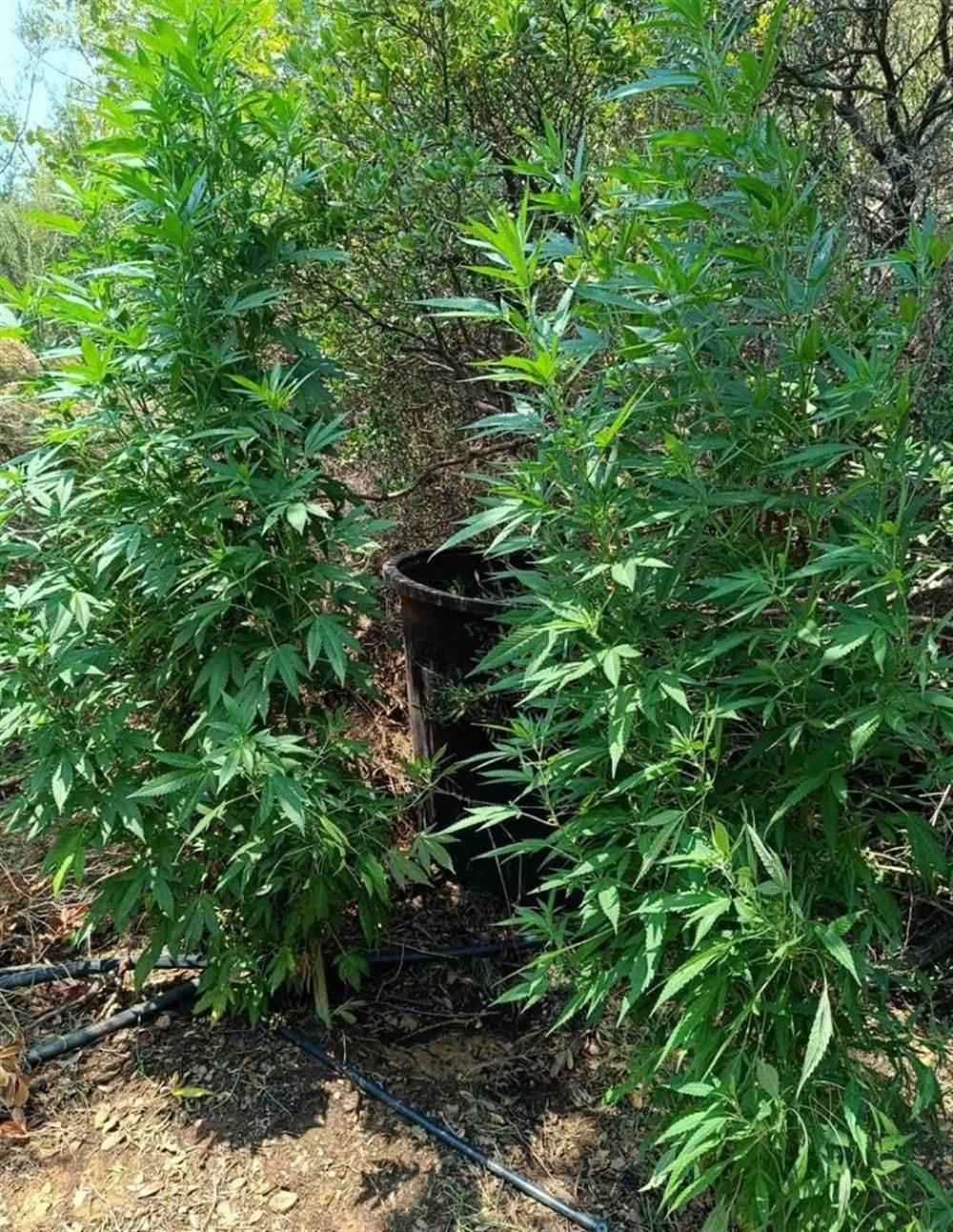 Μεσσηνία - χασισοφυτεία Μεσσηνία - χασισοφυτεία