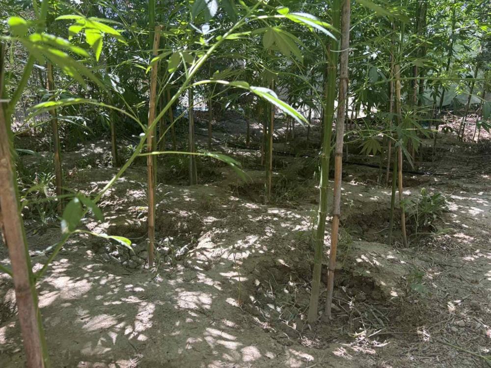 ΗΡΑΚΛΕΙΟ - ΚΑΝΝΑΒΗΣ