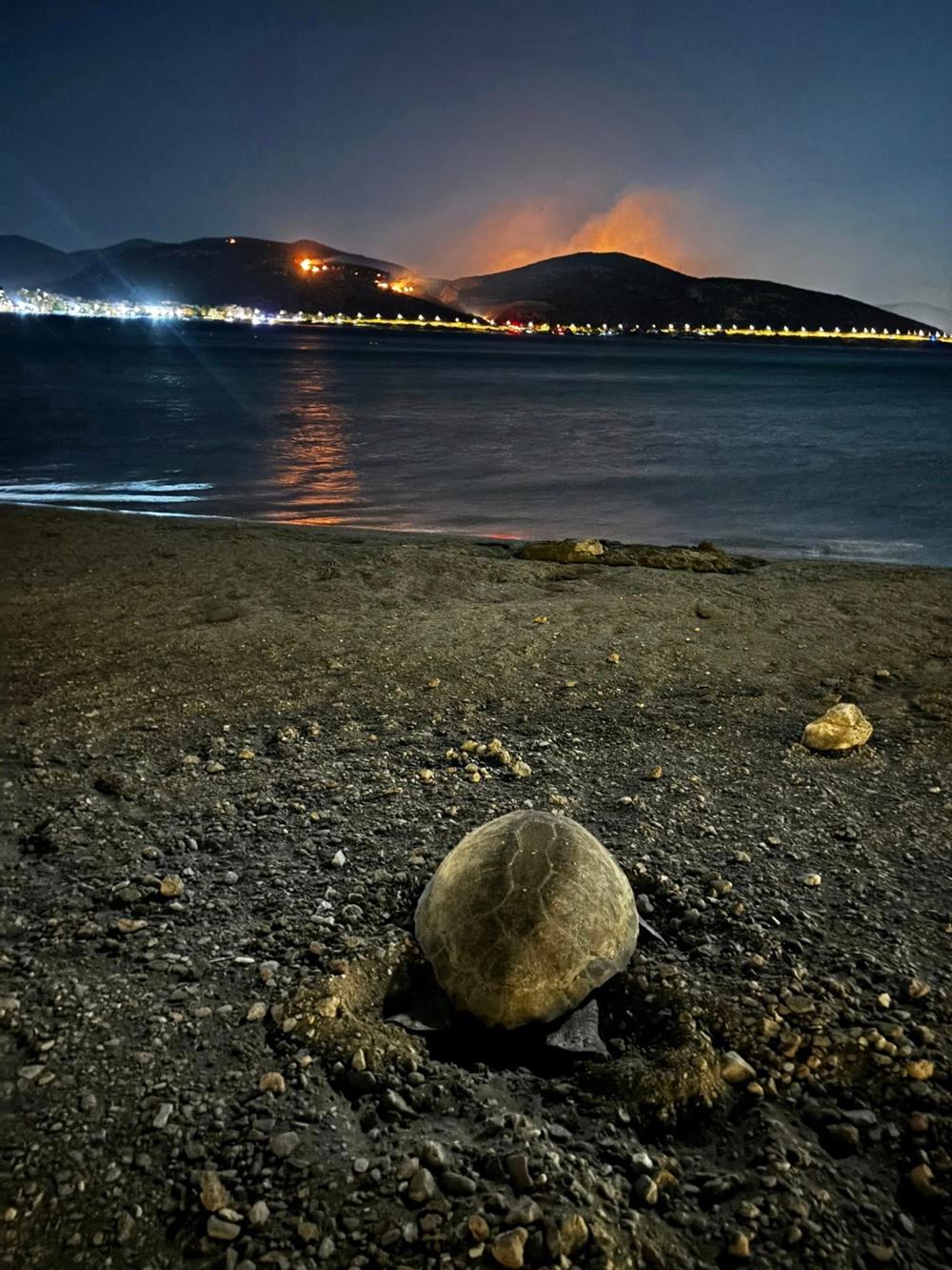 ΧΕΛΩΝΑ - ΚΑΡΕΑ - ΠΥΡΚΑΓΙΑ