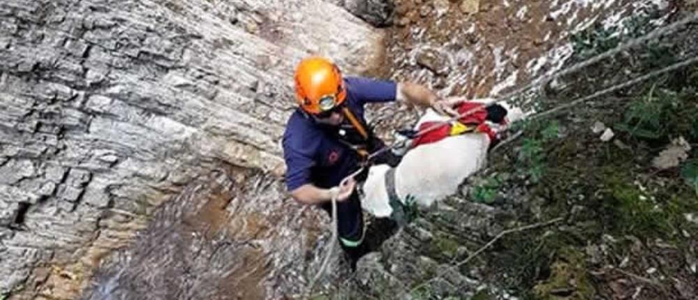 Αγριοκάτσικα... ακύρωσαν επιχείρηση της EMAK