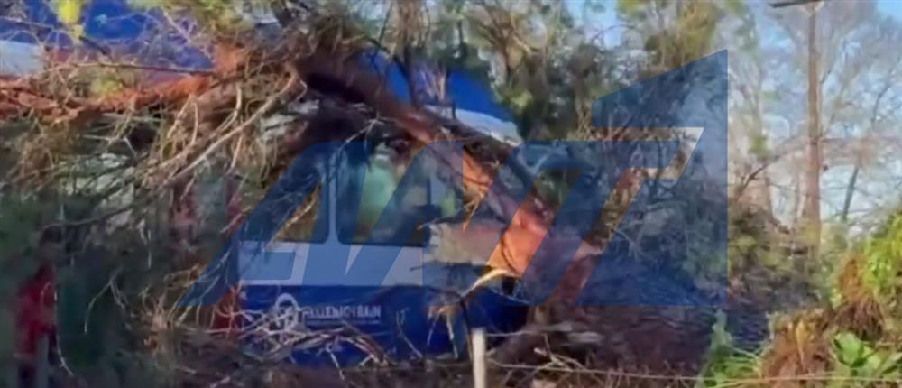 Πύργος: Πεύκο πλάκωσε τρένο εν κινήσει - Στο νοσοκομείο ο οδηγός