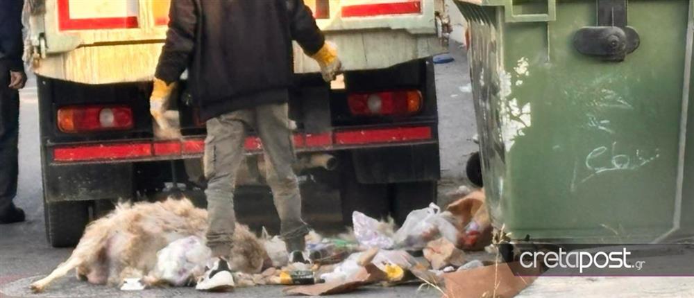 Ηράκλειο – Εικόνες Σοκ: Πέταξαν νεκρό πρόβατο σε κάδο απορριμμάτων
