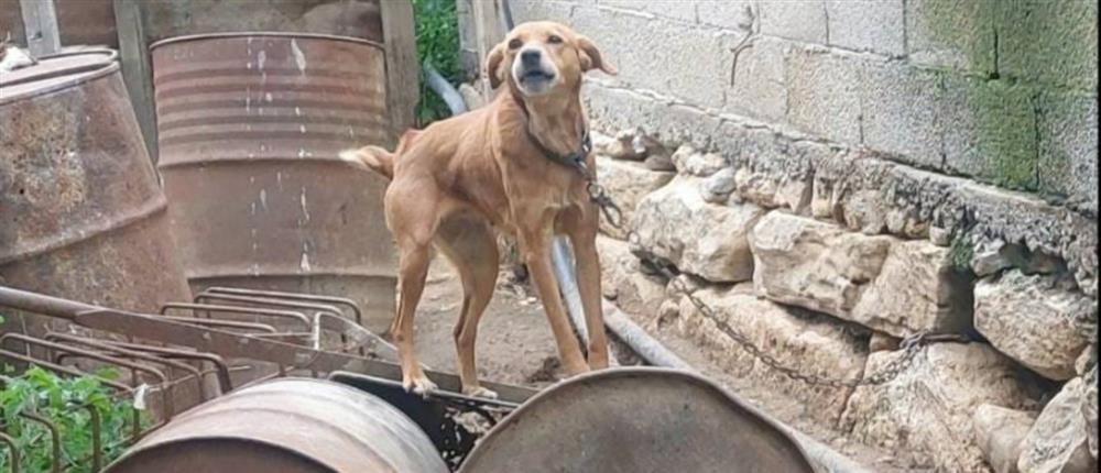 ευζωια - χανια - συλληψη