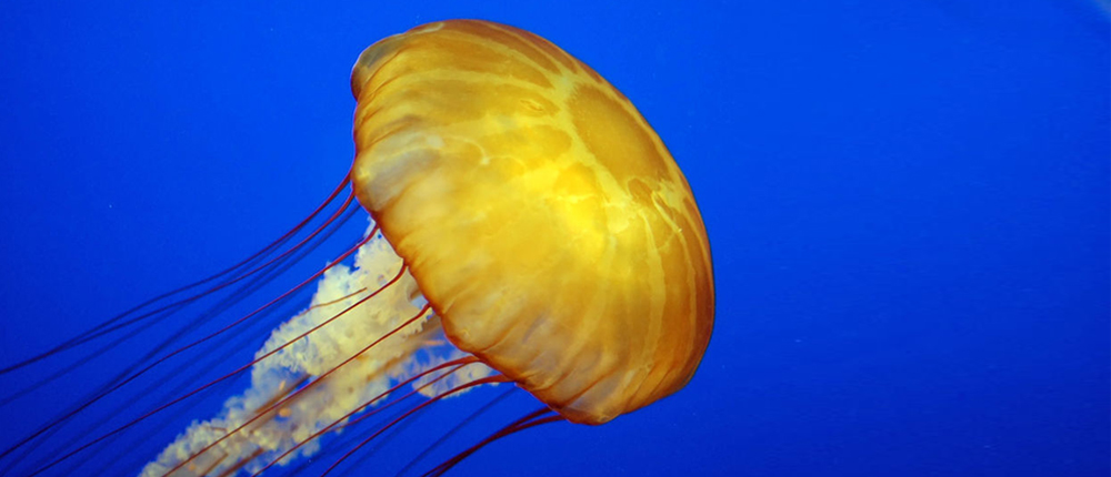 Τσούχτρα - jellyfish
