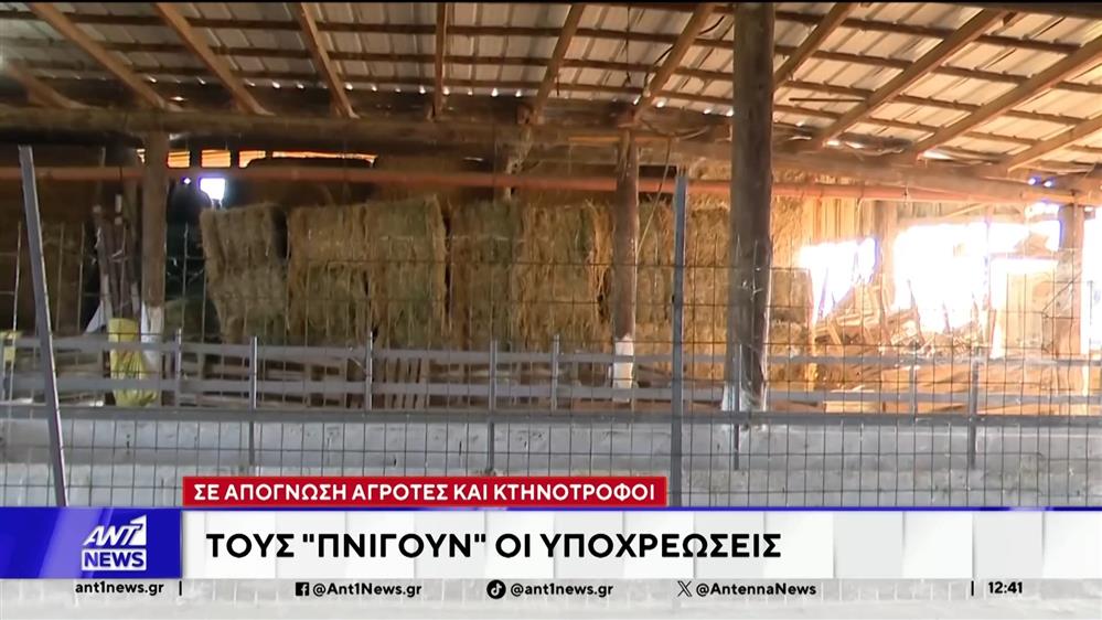Σε απόγνωση οι κτηνοτρόφοι που έχουν χάσει τα κοπάδια τους από την ευλογιά