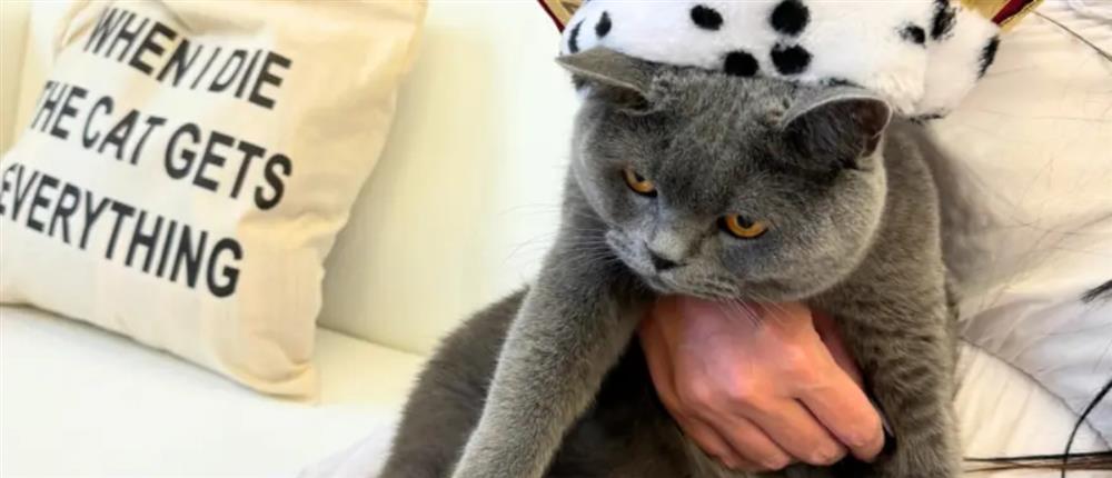 Σίμπα: Ο πρώτος γάτος… influencer στην Ελλάδα (βίντεο)