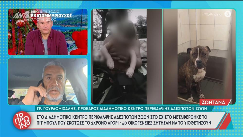 Στο Διαδημοτικό Κέντρο Περίθαλψης Αδέσποτων Ζώων στο Σχιστό μεταφέρθηκε το πιτ μπουλ που σκότωσε το 2χρονο αγόρι - Το Πρωινό - 12/12/2025