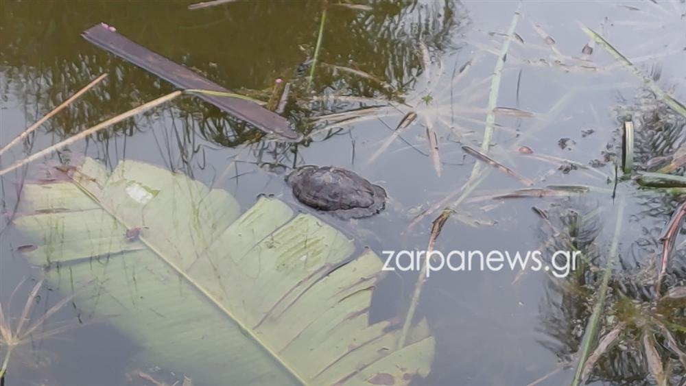ΧΑΝΙΑ - ΝΕΚΡΕΣ ΧΕΛΩΝΕΣ - ΣΚΟΥΠΙΔΙΑ ΧΑΝΙΑ - ΝΕΚΡΕΣ ΧΕΛΩΝΕΣ - ΣΚΟΥΠΙΔΙΑ
