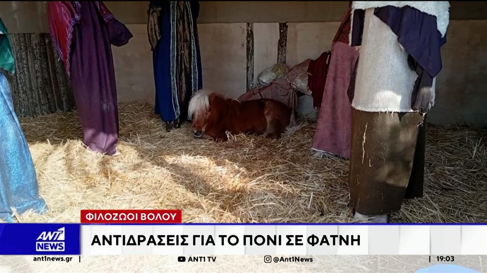 Βόλος: Αντιδράσεις για την τοποθέτηση ζωντανού Πόνι σε Χριστουγεννιάτικη Φάτνη