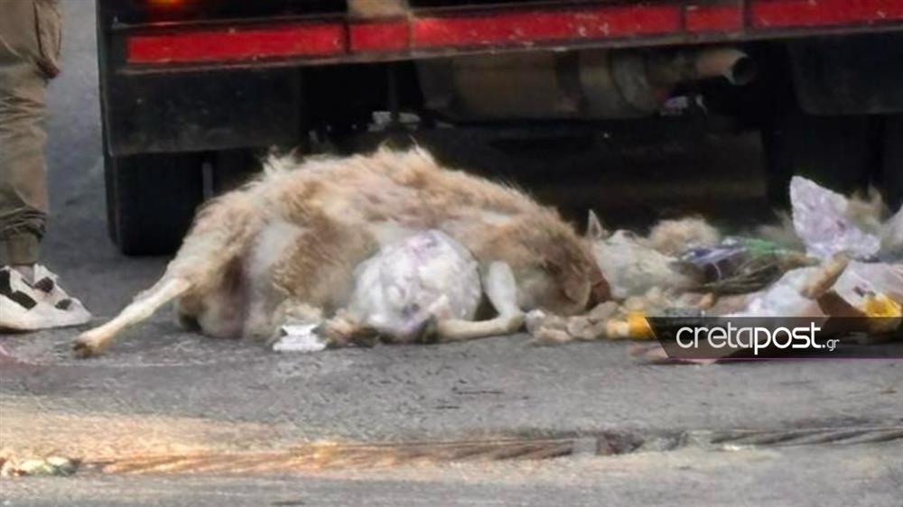 ΚΡΗΤΗ - ΝΕΚΡΟ ΠΡΟΒΑΤΟ