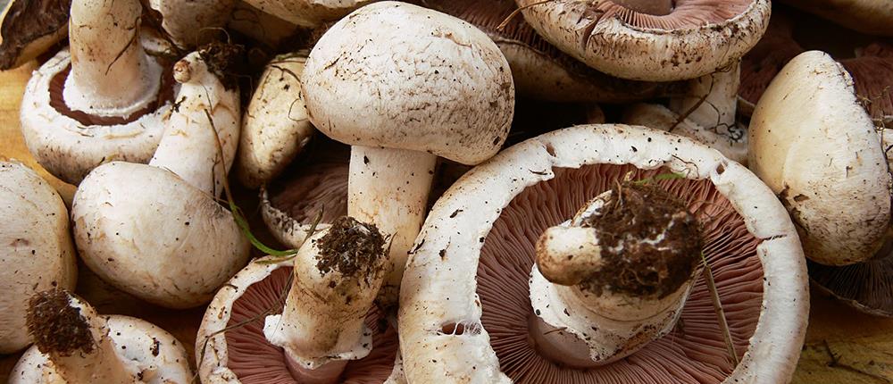 Έδεσσα: Εκτός κινδύνου το ζευγάρι που δηλητηριάστηκε από μανιτάρια