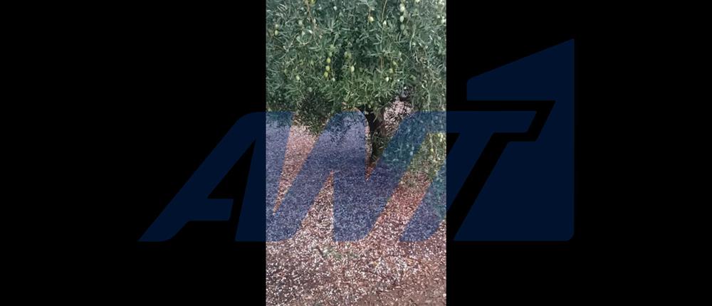 Αγρίνιο: Φθινοπωρινό σκηνικό έκανε την εμφάνιση του με βροχή και χαλάζι