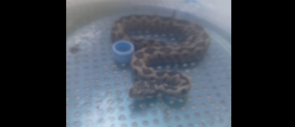 Μαρούσι: Βρέθηκε οχιά μέσα σε κτήριο