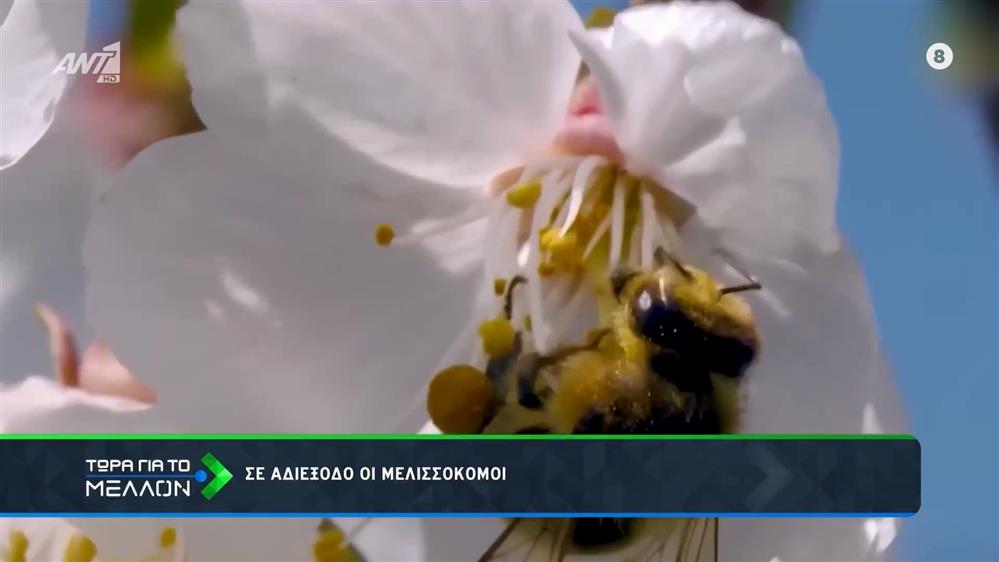 Σε αδιέξοδο οι μελισσοκόμοι