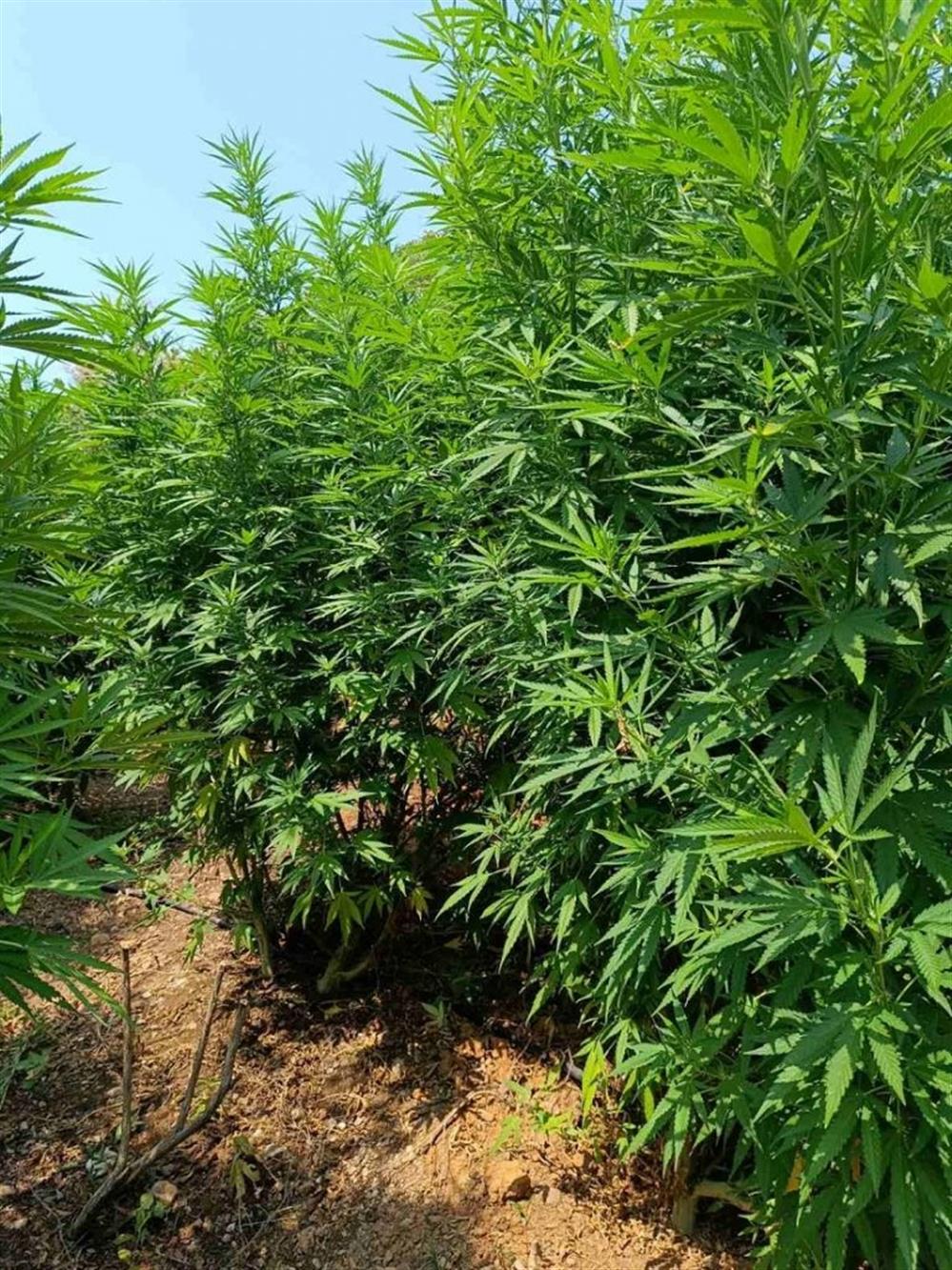 Μεσσηνία - χασισοφυτεία Μεσσηνία - χασισοφυτεία