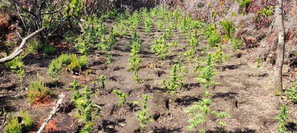 ΑΙΤΩΛΟΑΚΑΡΝΑΝΙΑ - ΝΑΡΚΩΤΙΚΑ