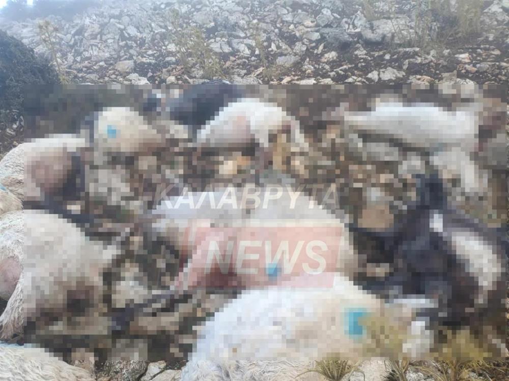 Καλάβρυτα - νεκρά πρόβατα Καλάβρυτα - νεκρά πρόβατα
