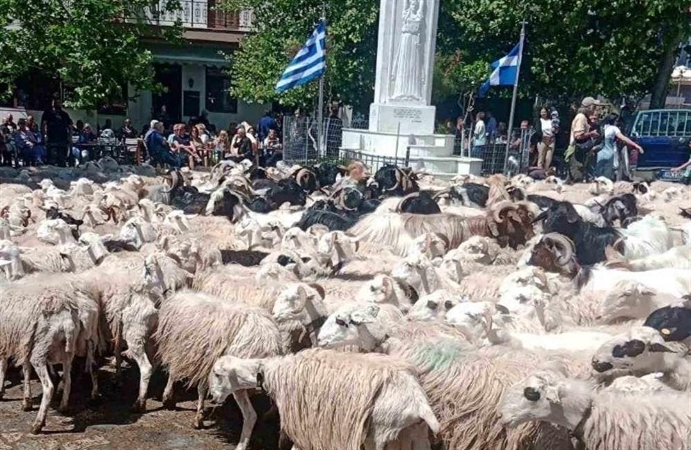 Άγιος Γεώργιος - Ασή Γωνιά - πρόβατα