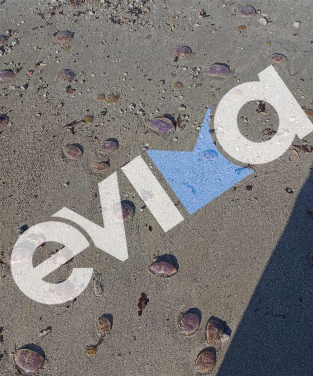 Μωβ - Μέδουσες - Παραλία - Εύβοιας