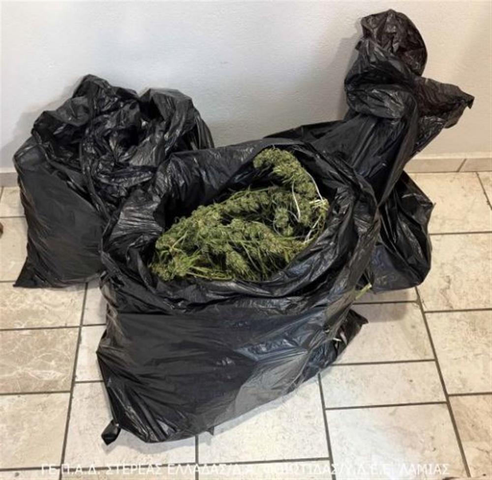 Φθιώτιδα - κάνναβη