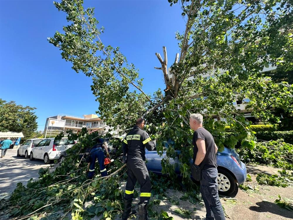 Μαρούσι - δεντρο - αυτοκινητο Μαρούσι - δεντρο - αυτοκινητο
